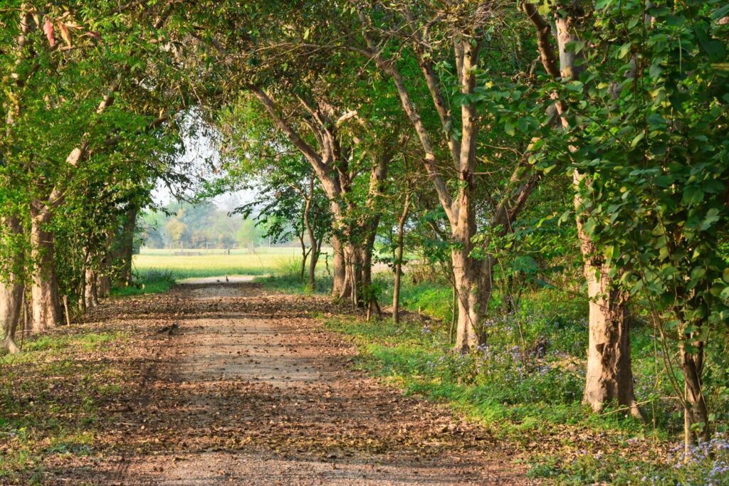 Tranquil forest pathway with lush green tree canopy and scattered sunlight.