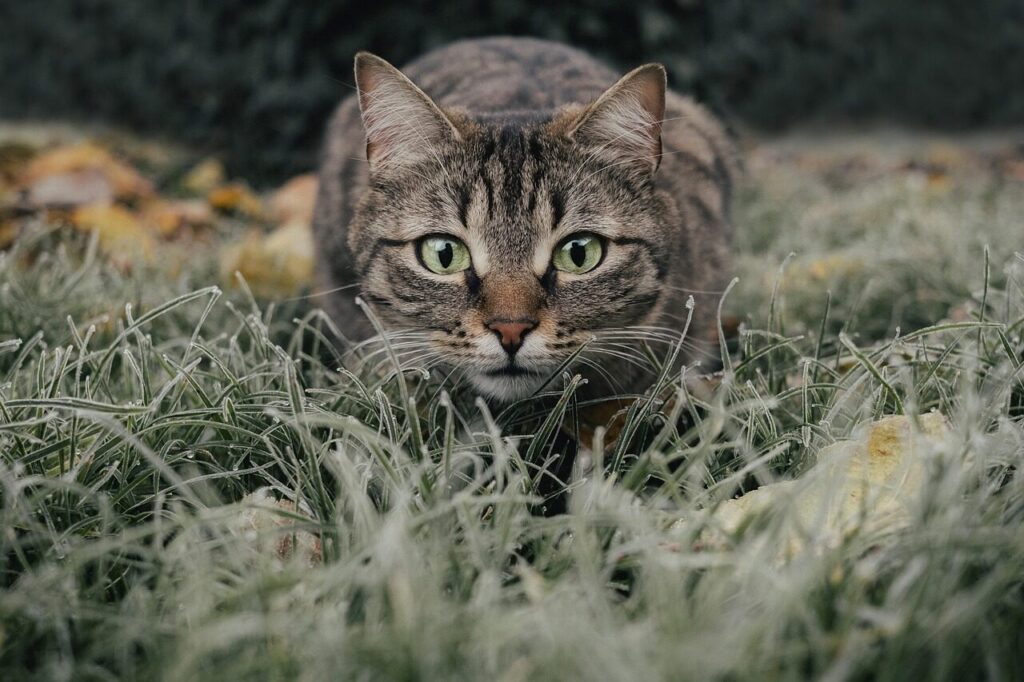 cat, tabby, field, pet, nature, animal, domestic cat, feline, mammal, cute, meadow, grass, portrait
